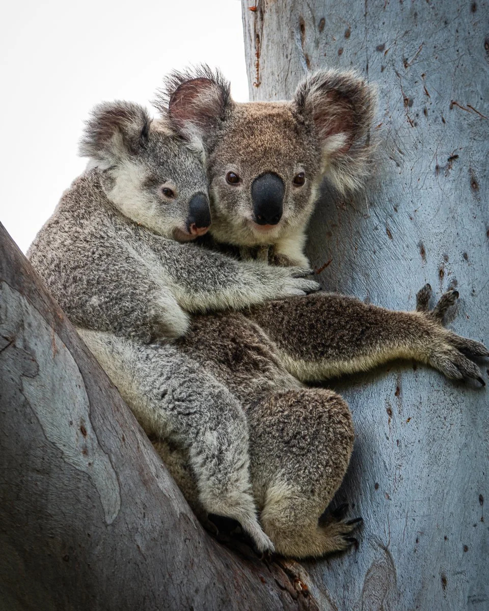 Koala 1.jpg