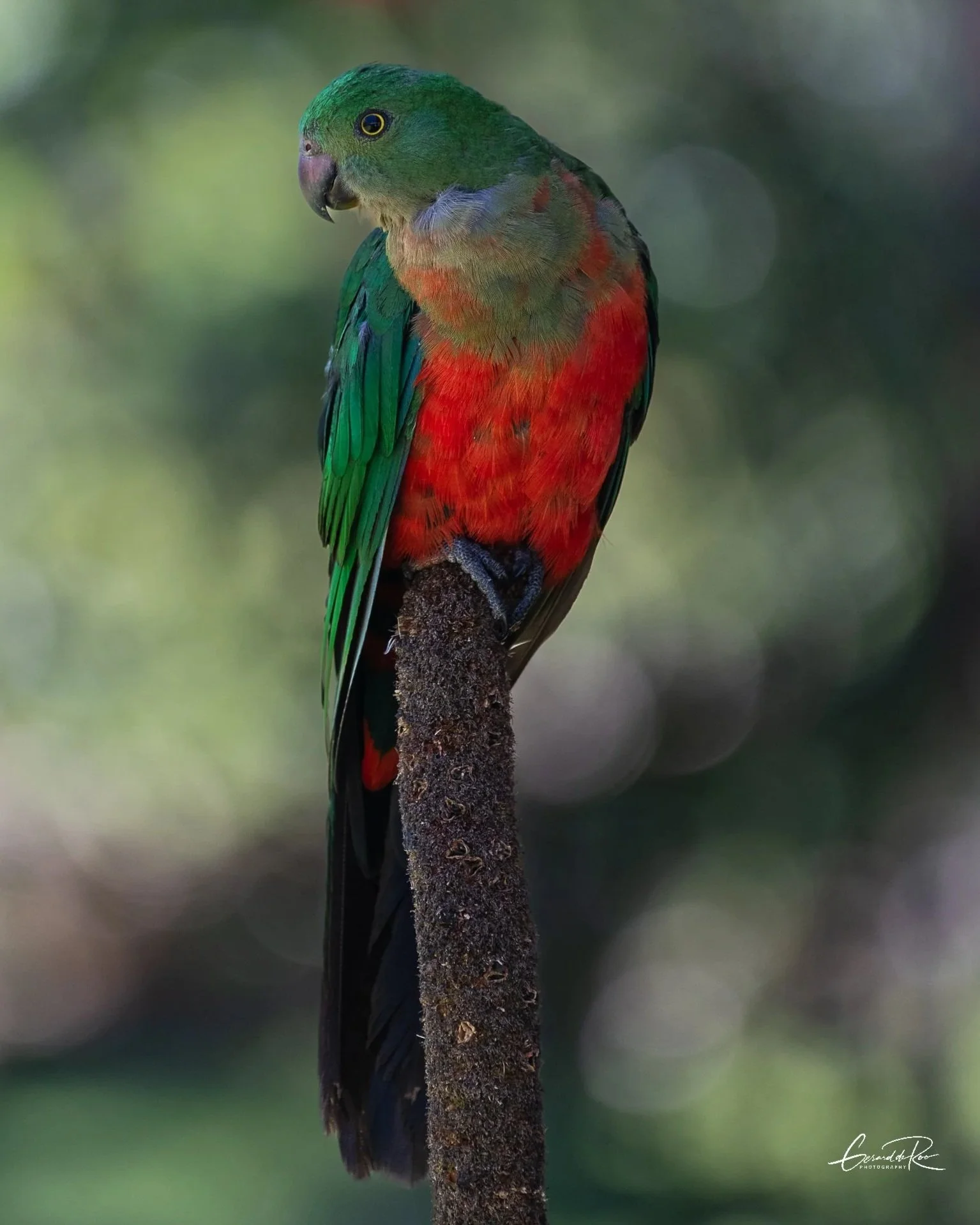 4King+Parrot+8x10+3.jpg