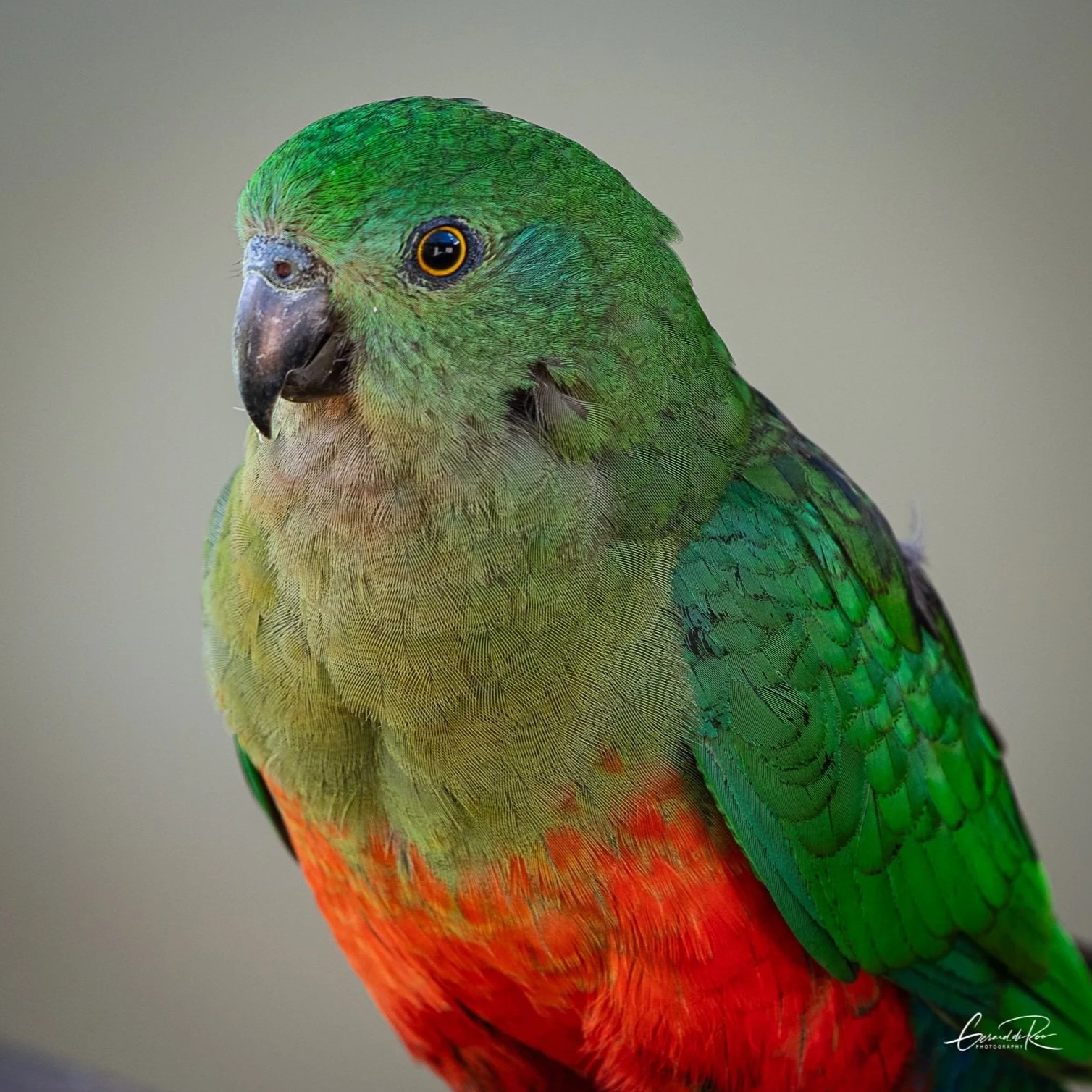 King+Parrot+SQ+1.jpg