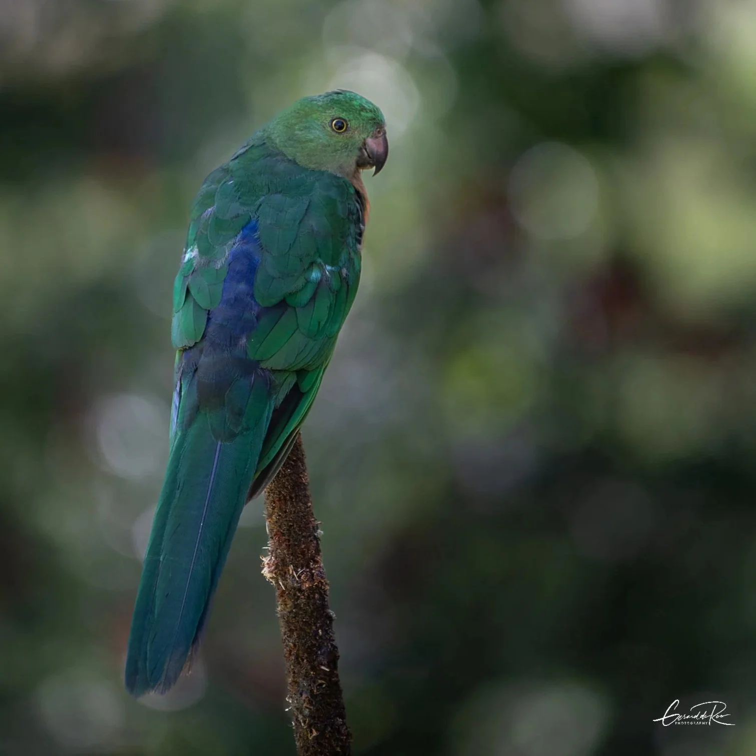 King+Parrot+SQ+4.jpg