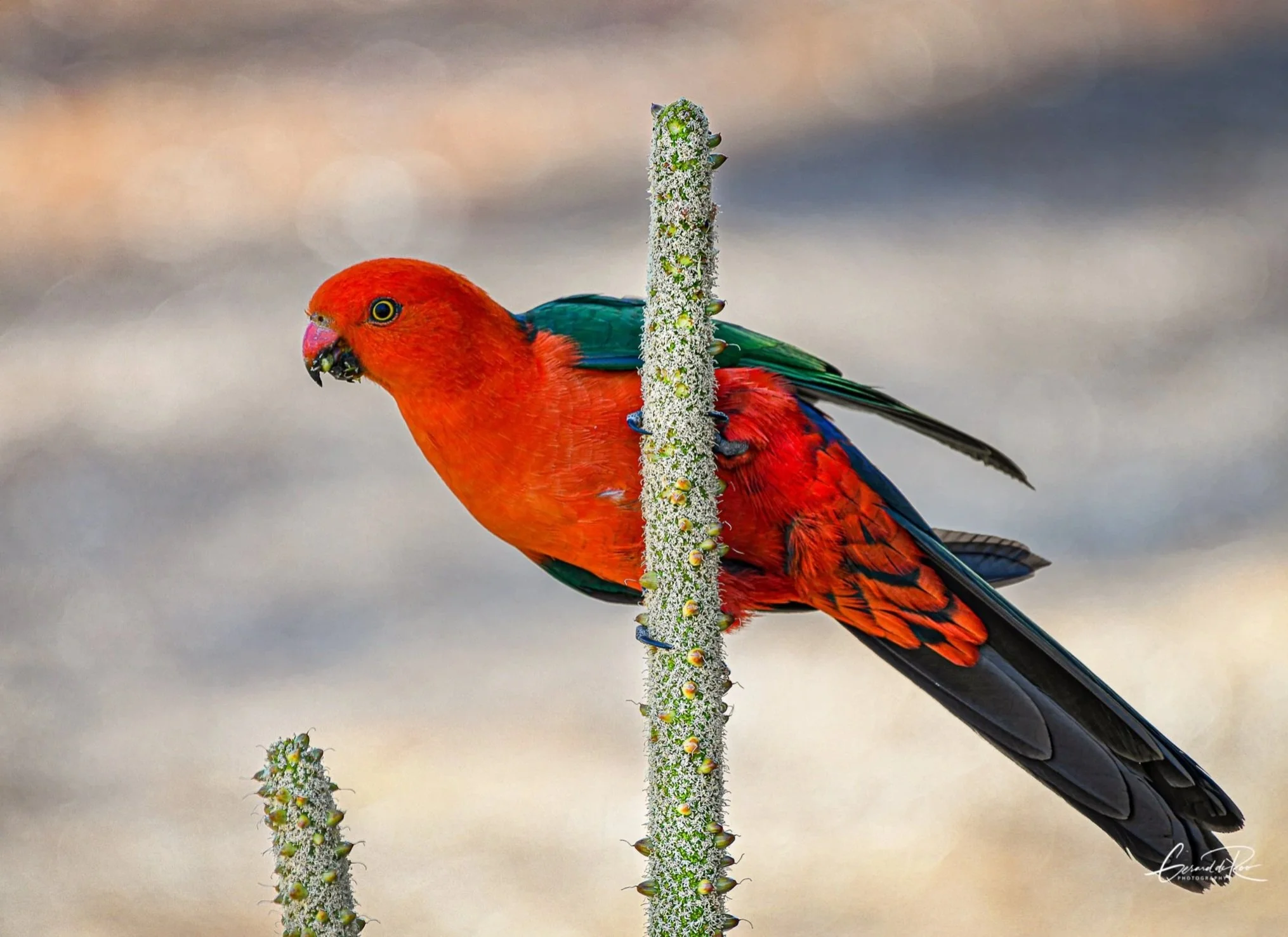 King+Parrot.jpg