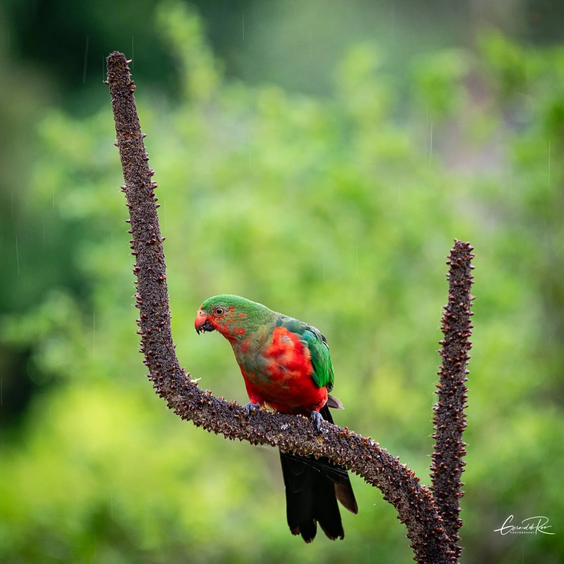 Young+King+Parrot+Bokeh.jpg