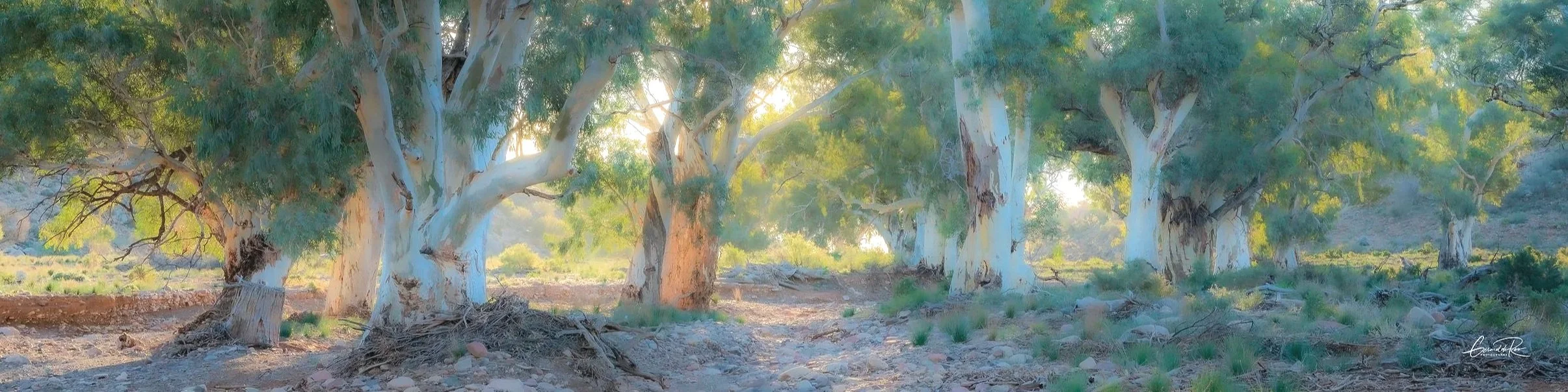 Creek+Bed+Gum+Trees.jpg