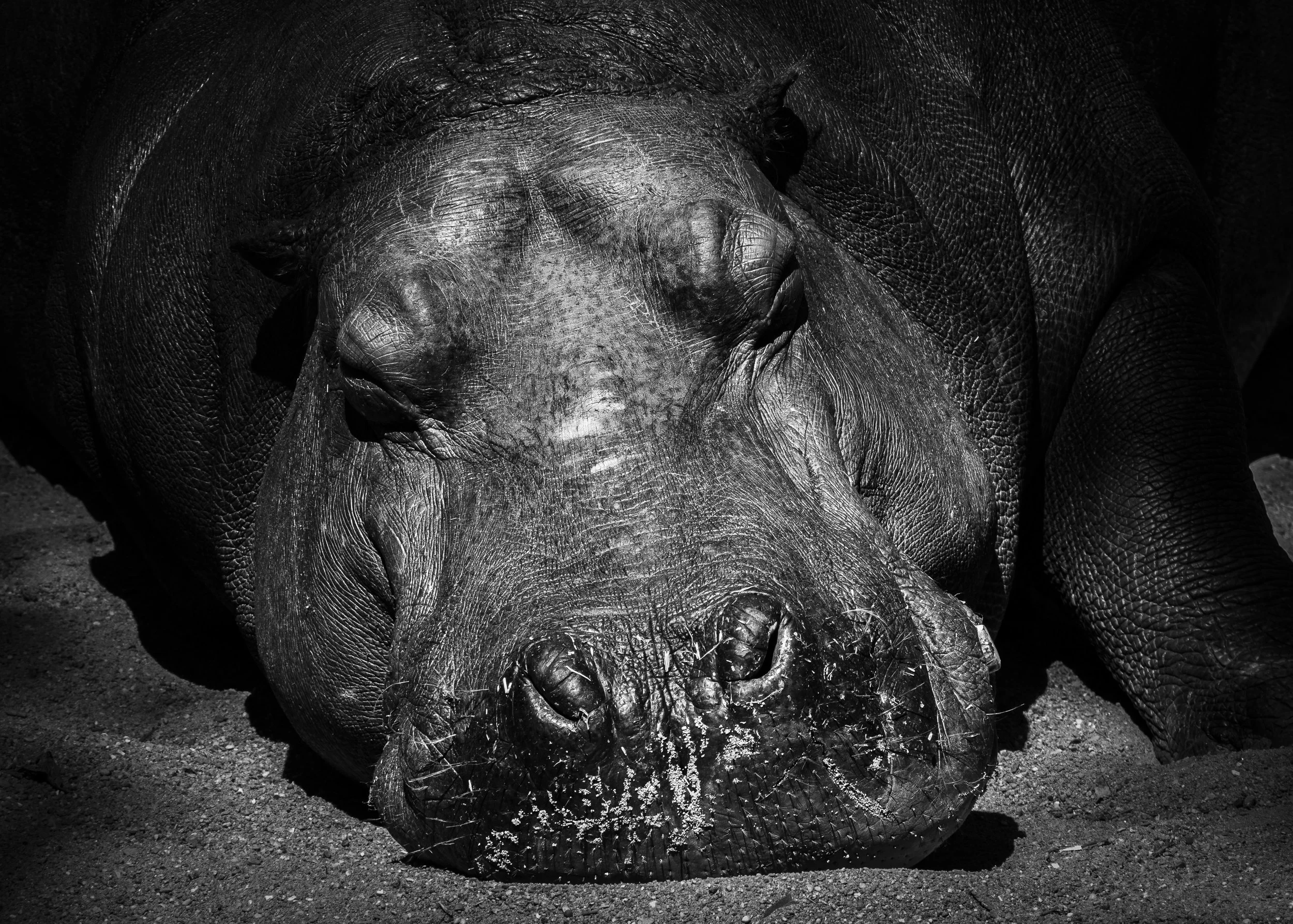 Hippo in deep sleep.jpg