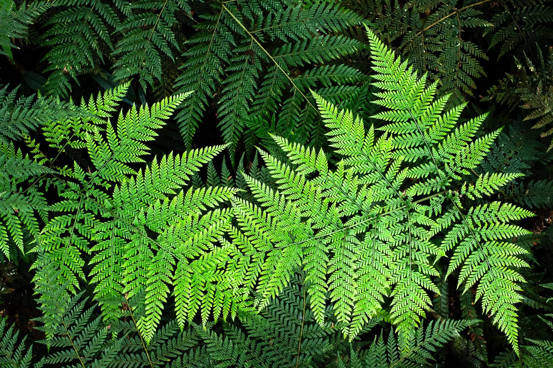 Fern.jpg