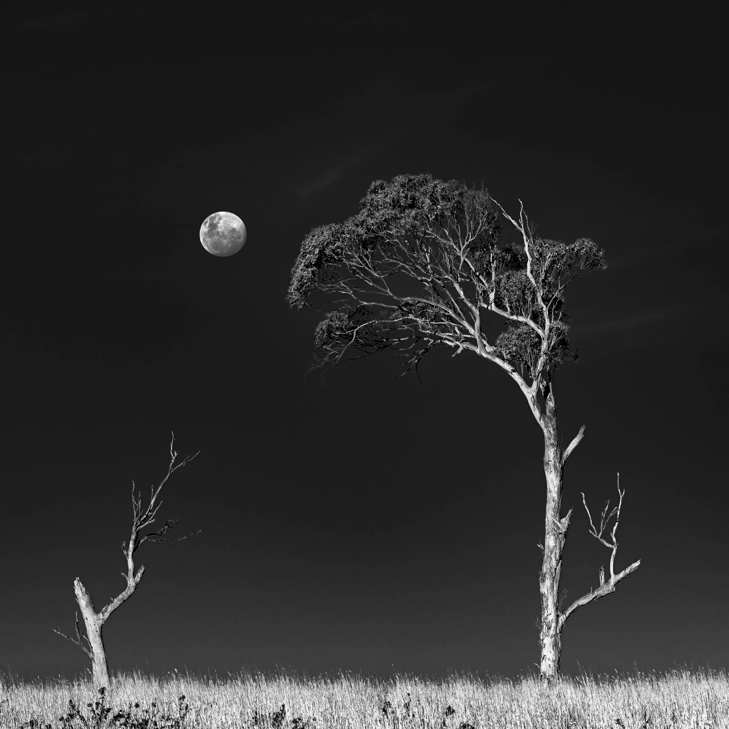 Reaching out to the moon.jpg