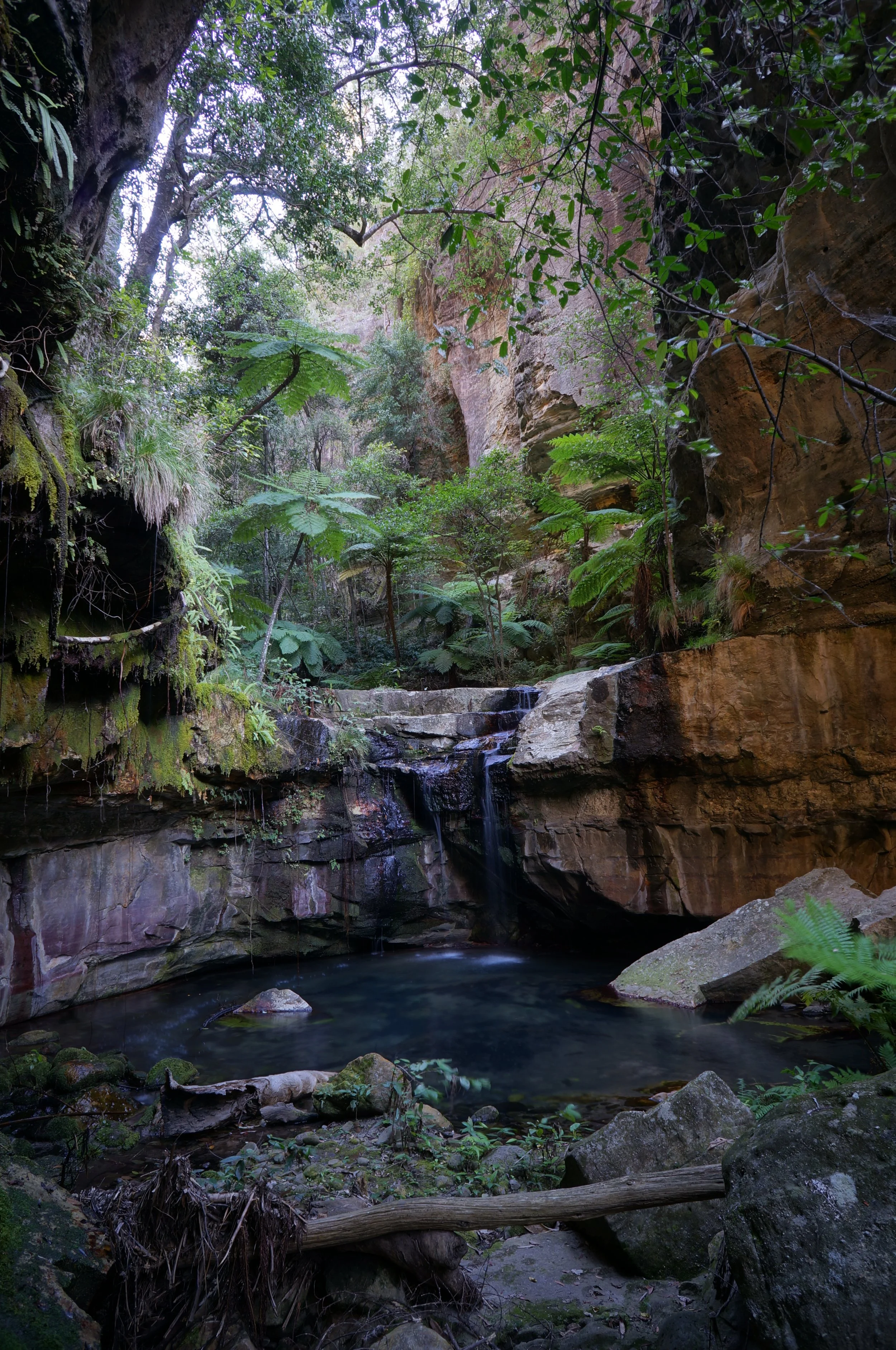 A serene forest scene with a small waterfall flowing into a clear pool surrounded by rocks and lush green foliage.