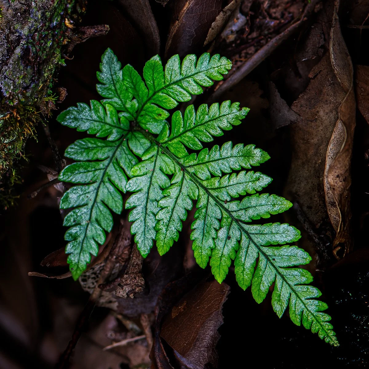 Fern Pattern.jpg