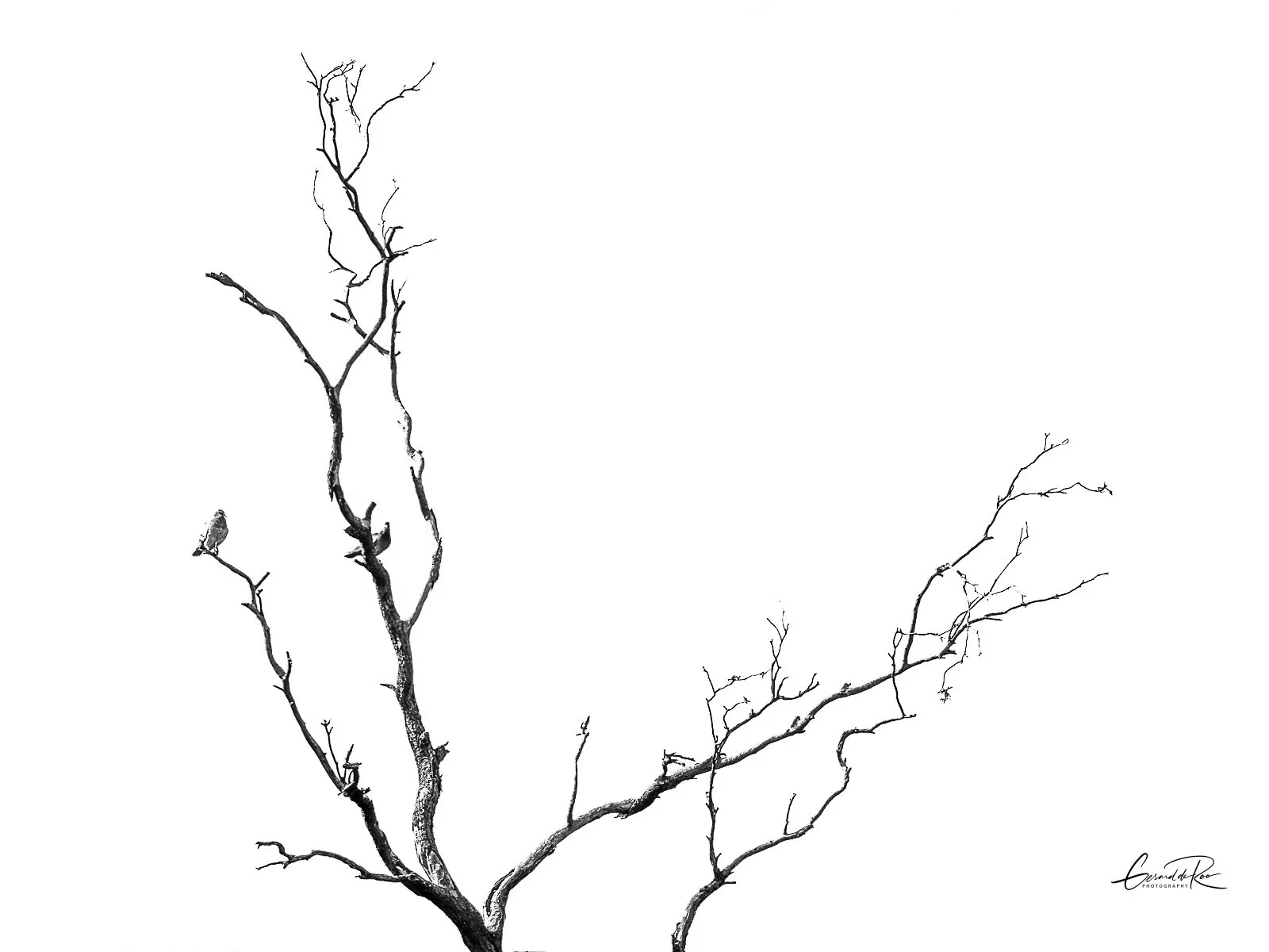 Tree Top.jpg