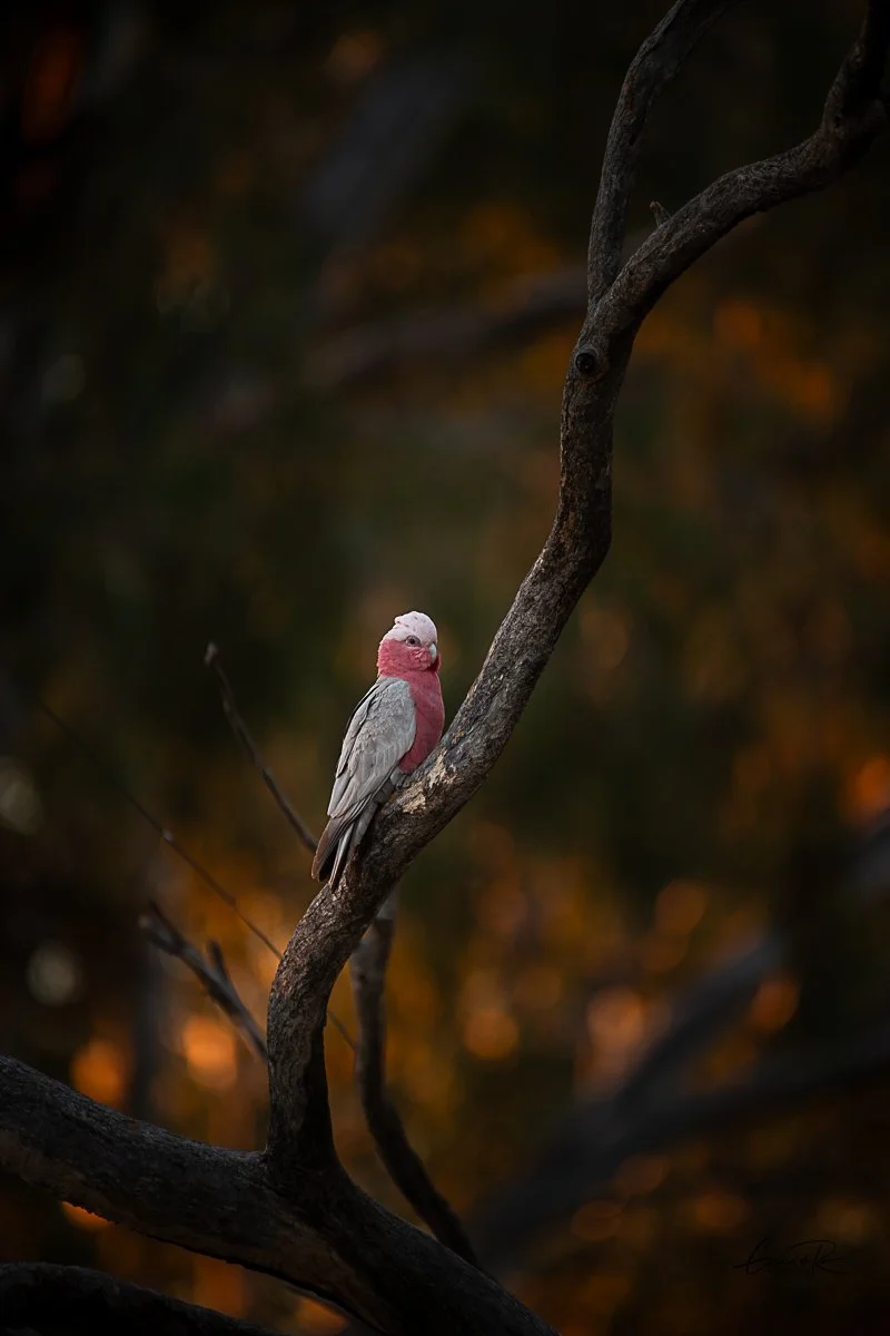 Galah.jpg