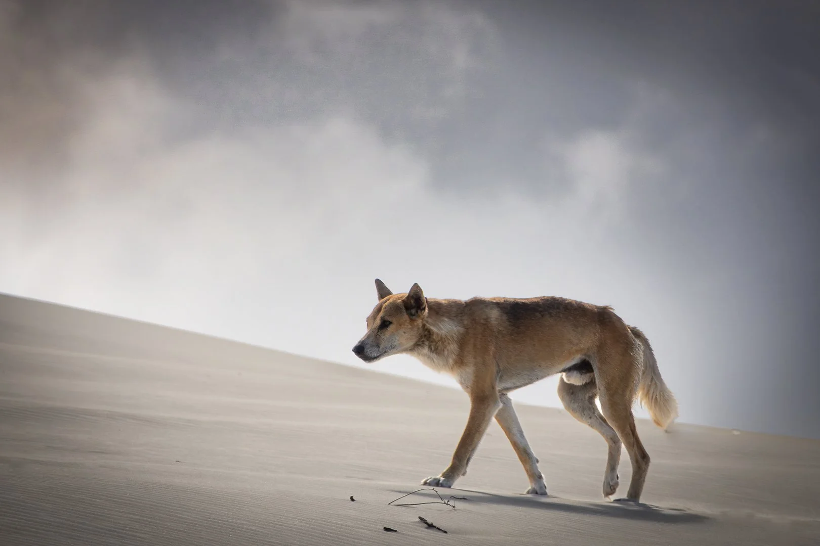 A dog walking across a sandy landscape with cloudy skies overhead.