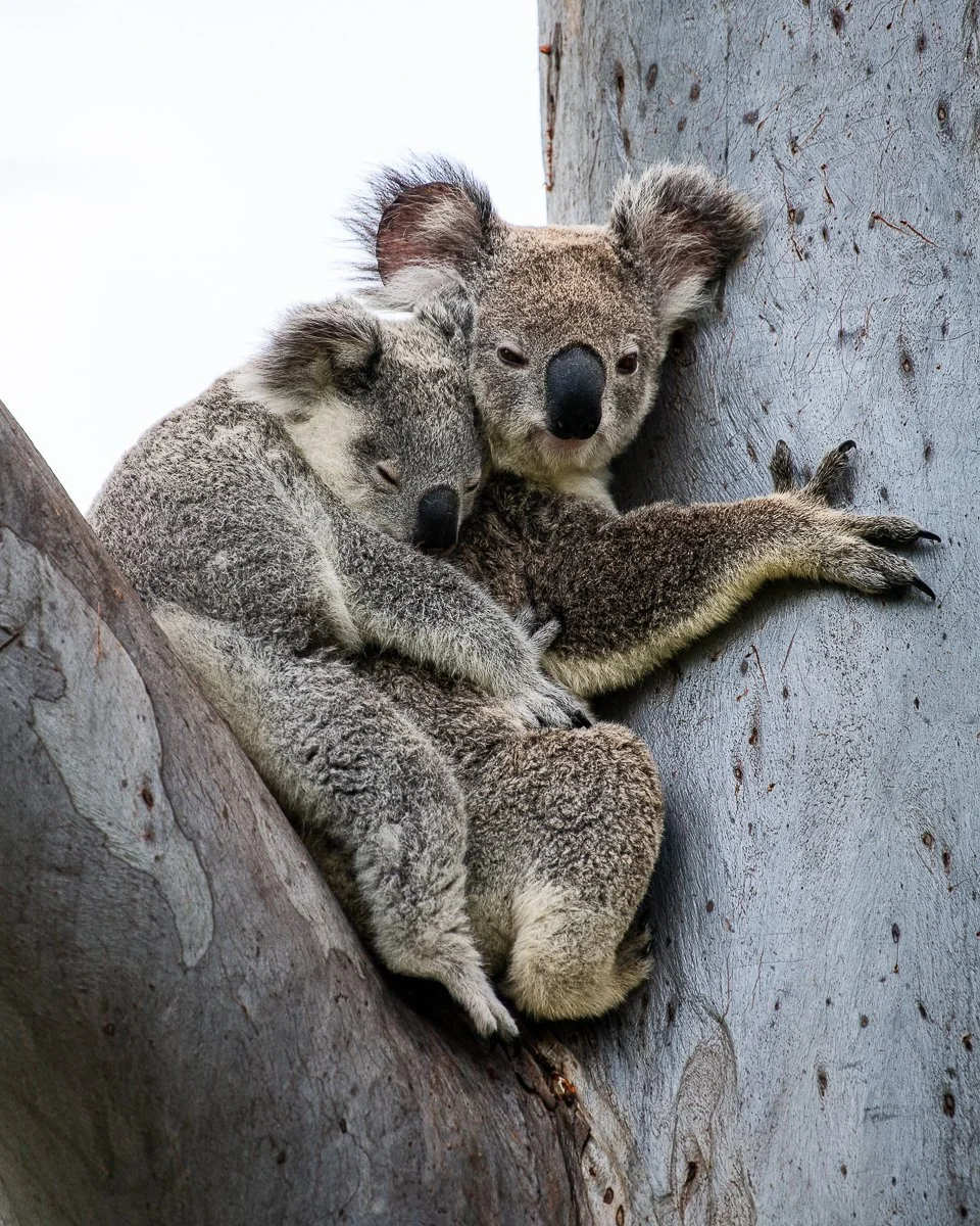 Koala 2.jpg