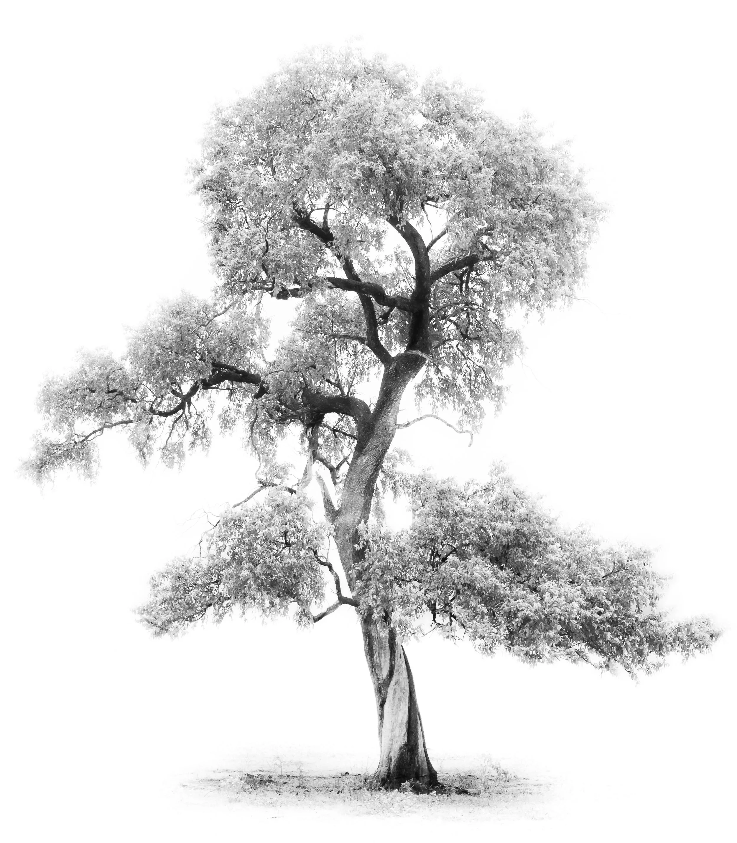 Black and white photo of a solitary tree with sprawling branches and a textured trunk, standing on a grassy area.