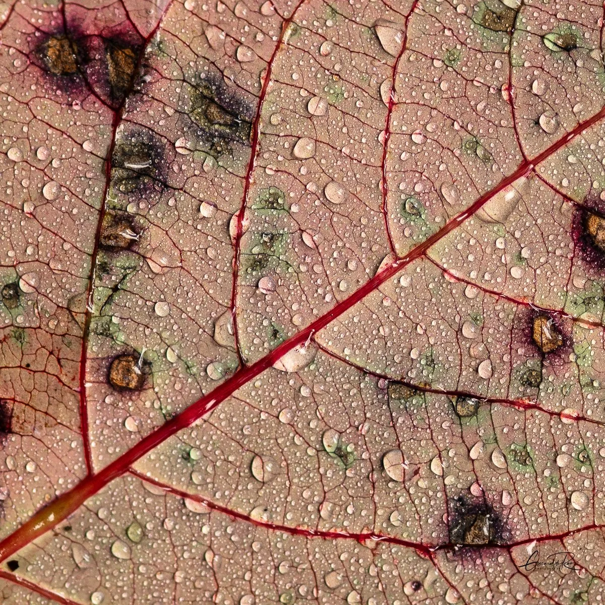 Leaf Pattern.jpg