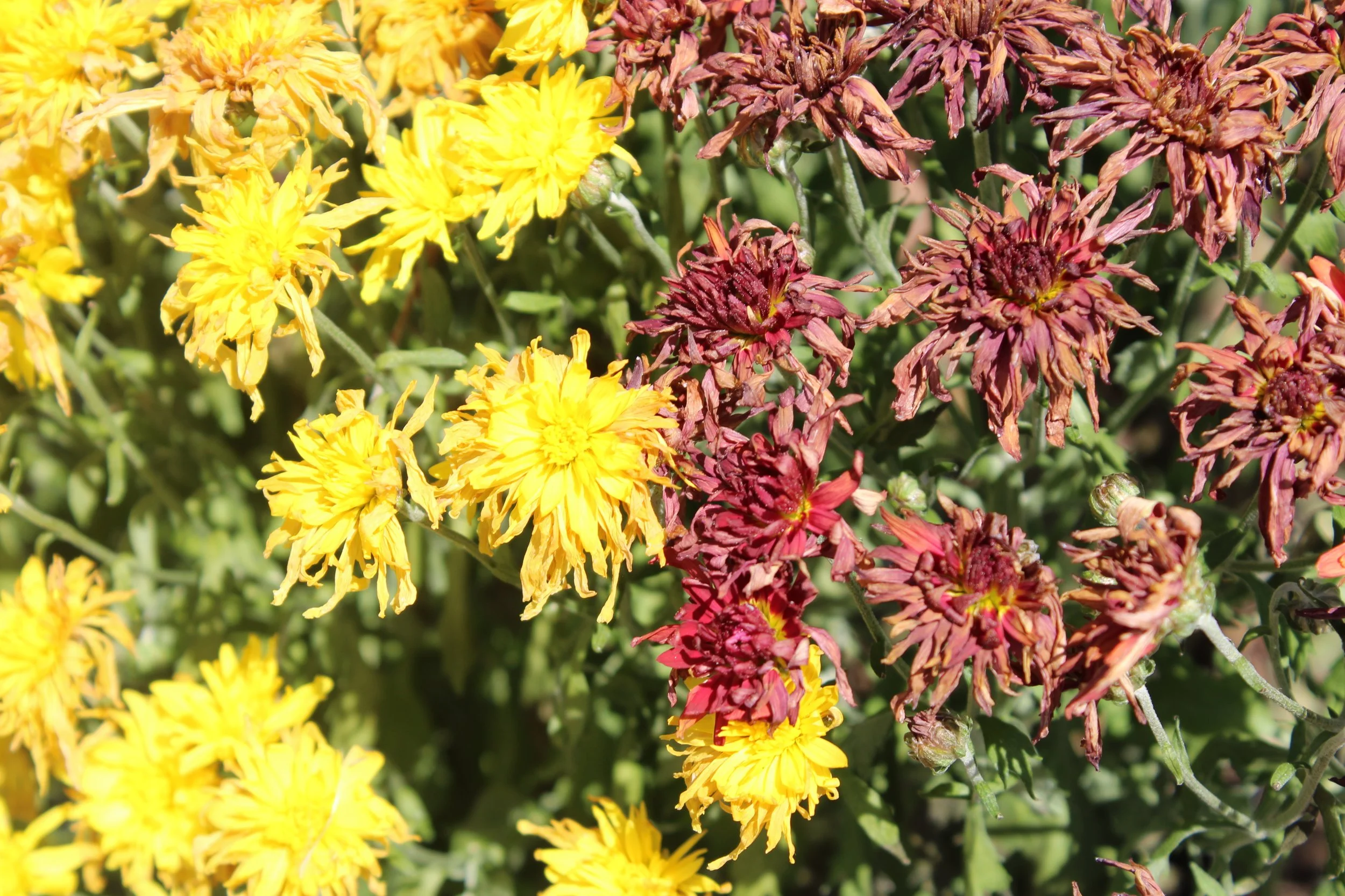 Nature Photography Assignment 1.JPG