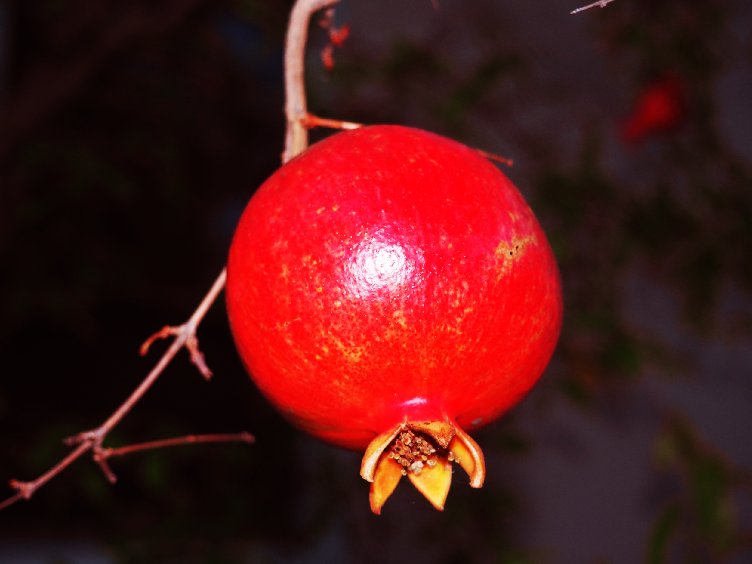 Nature Photography Assignment 2 - Emphasis.png