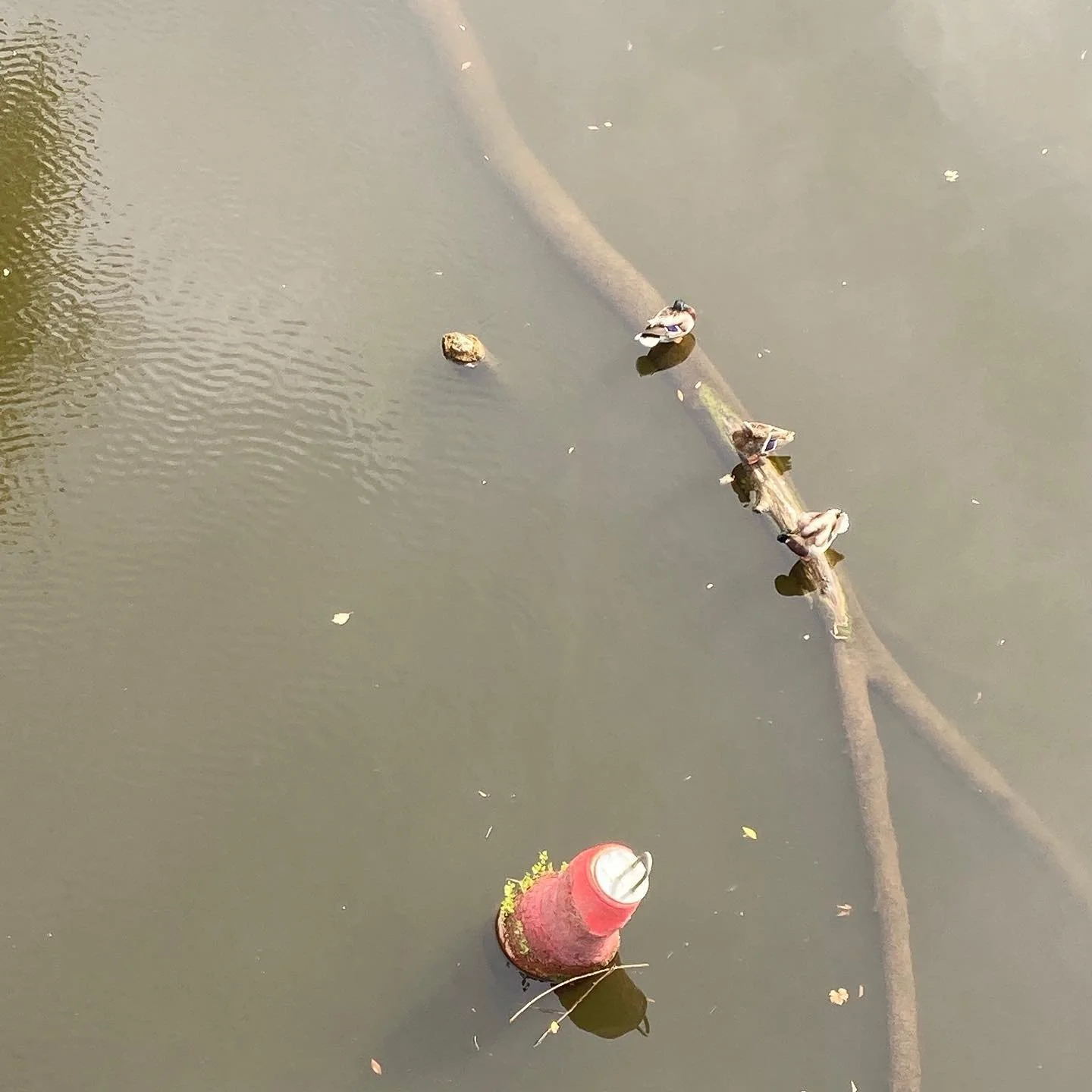Ducks on a log.