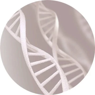 Close-up of a white DNA double helix model