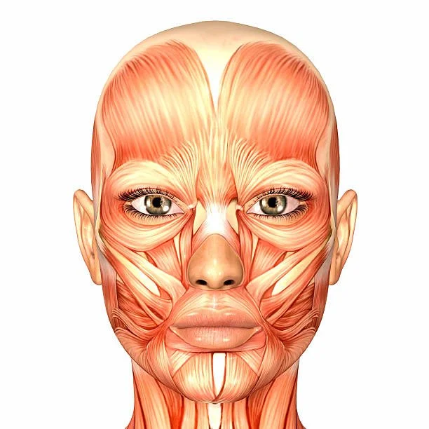 Illustration of human facial muscles with a person's eyes and mouth.