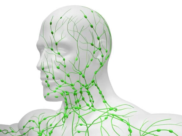 A white mannequin head with green lines and nodes representing a neural or lymphatic system. The head is turned to the left side.