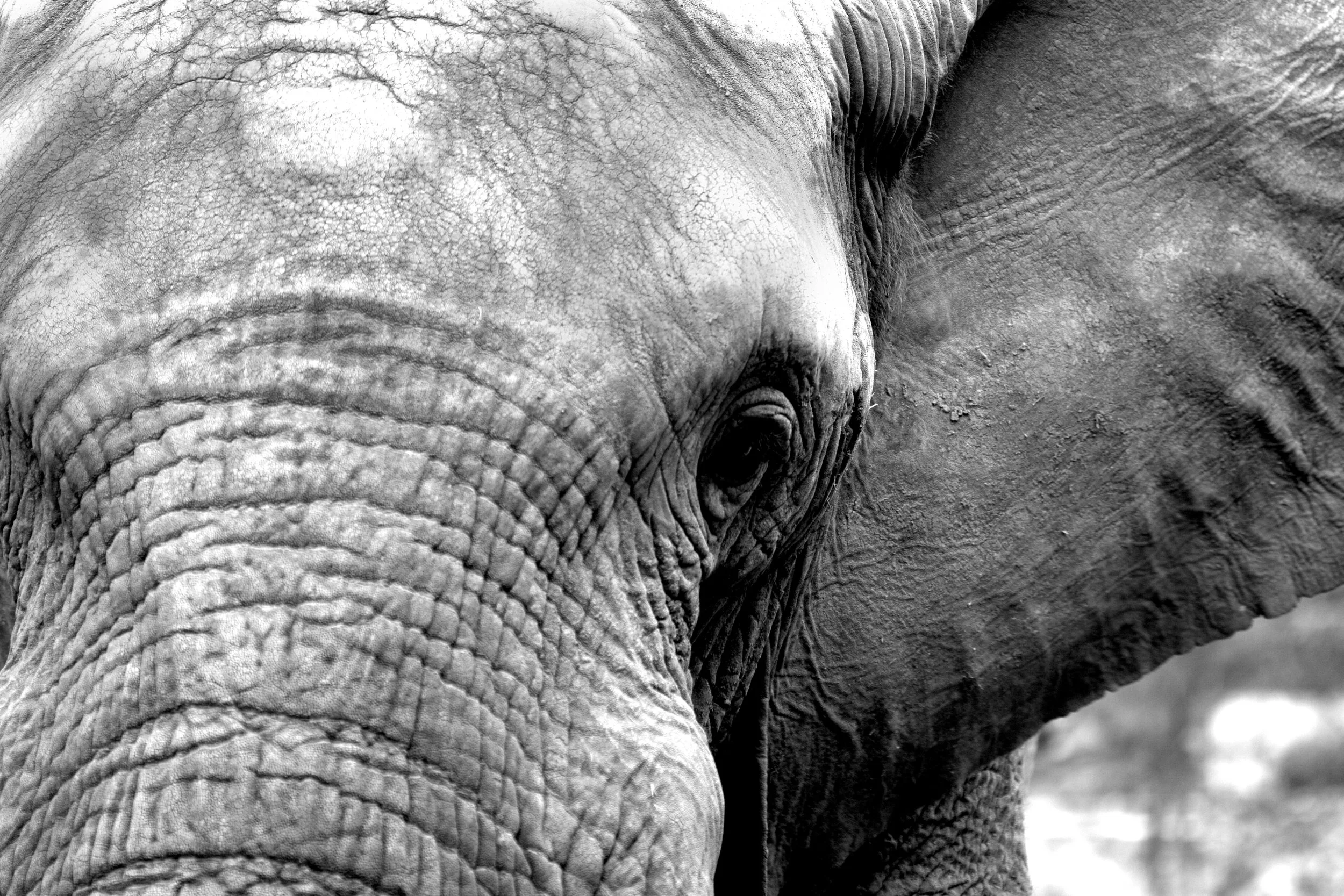 Mighty Like an Elephant