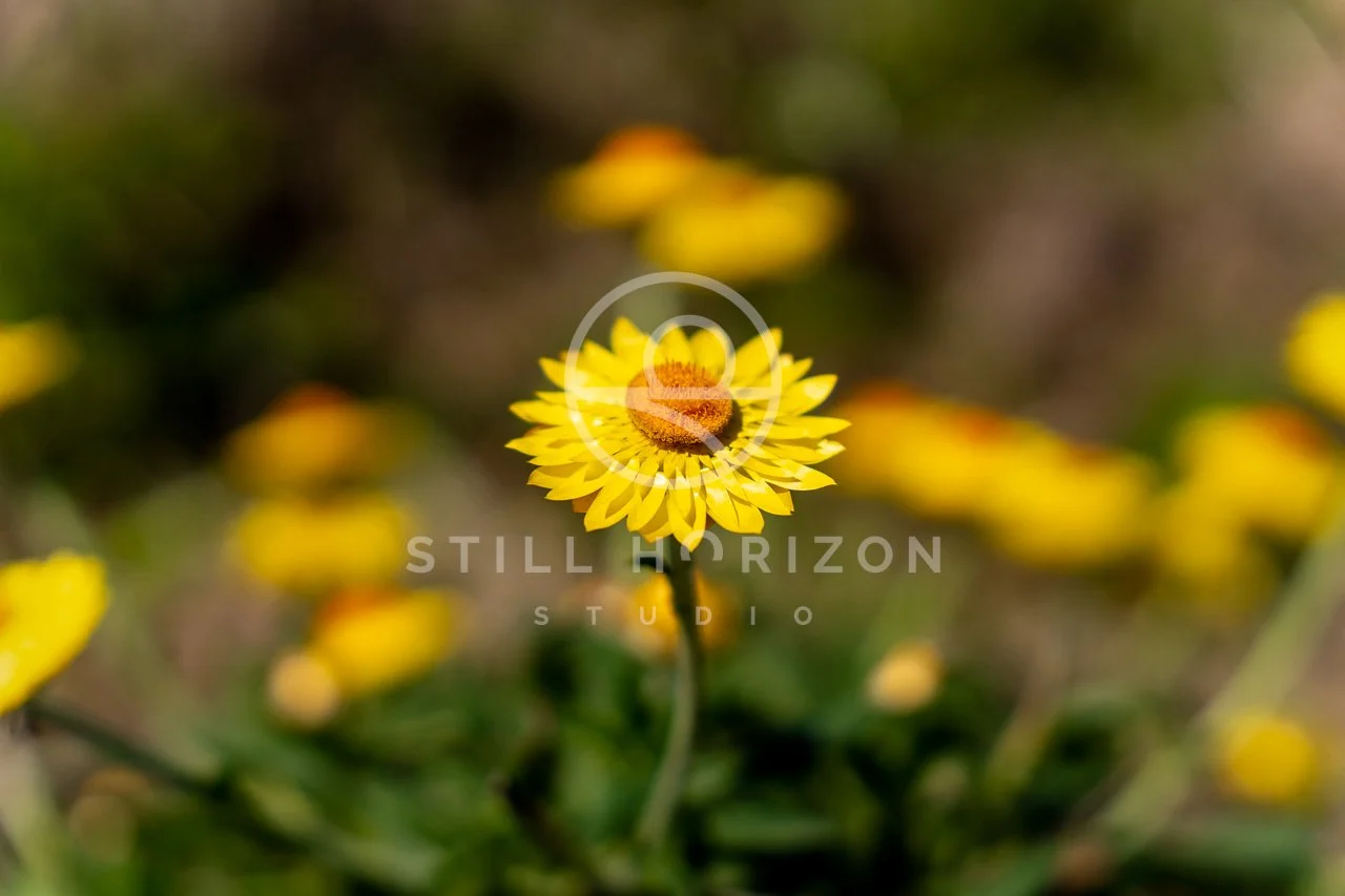 Nature Stock Photo 12