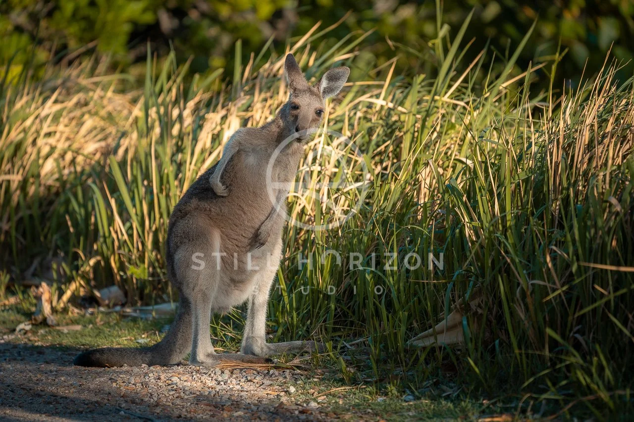 Wildlife Stock Photo 32