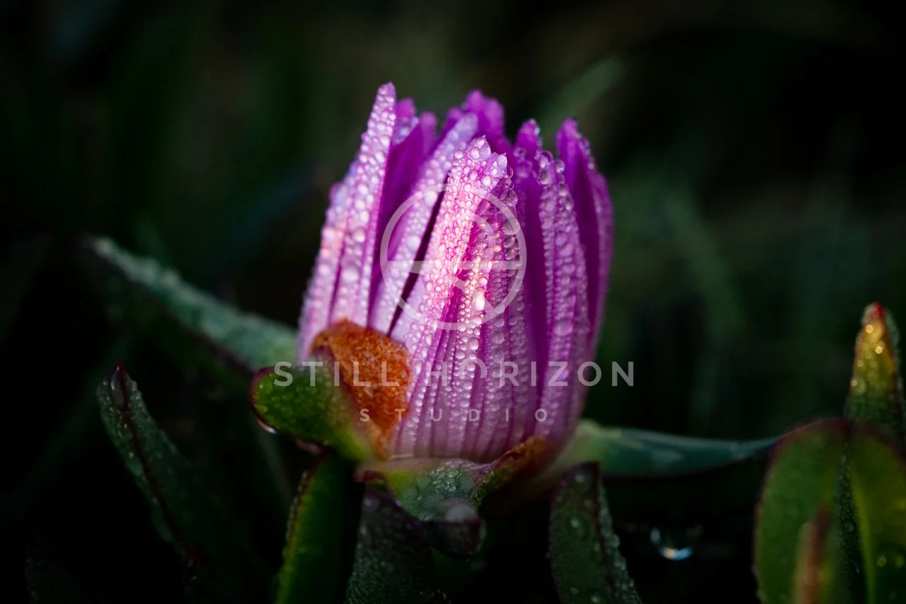 Nature Stock Photo 10