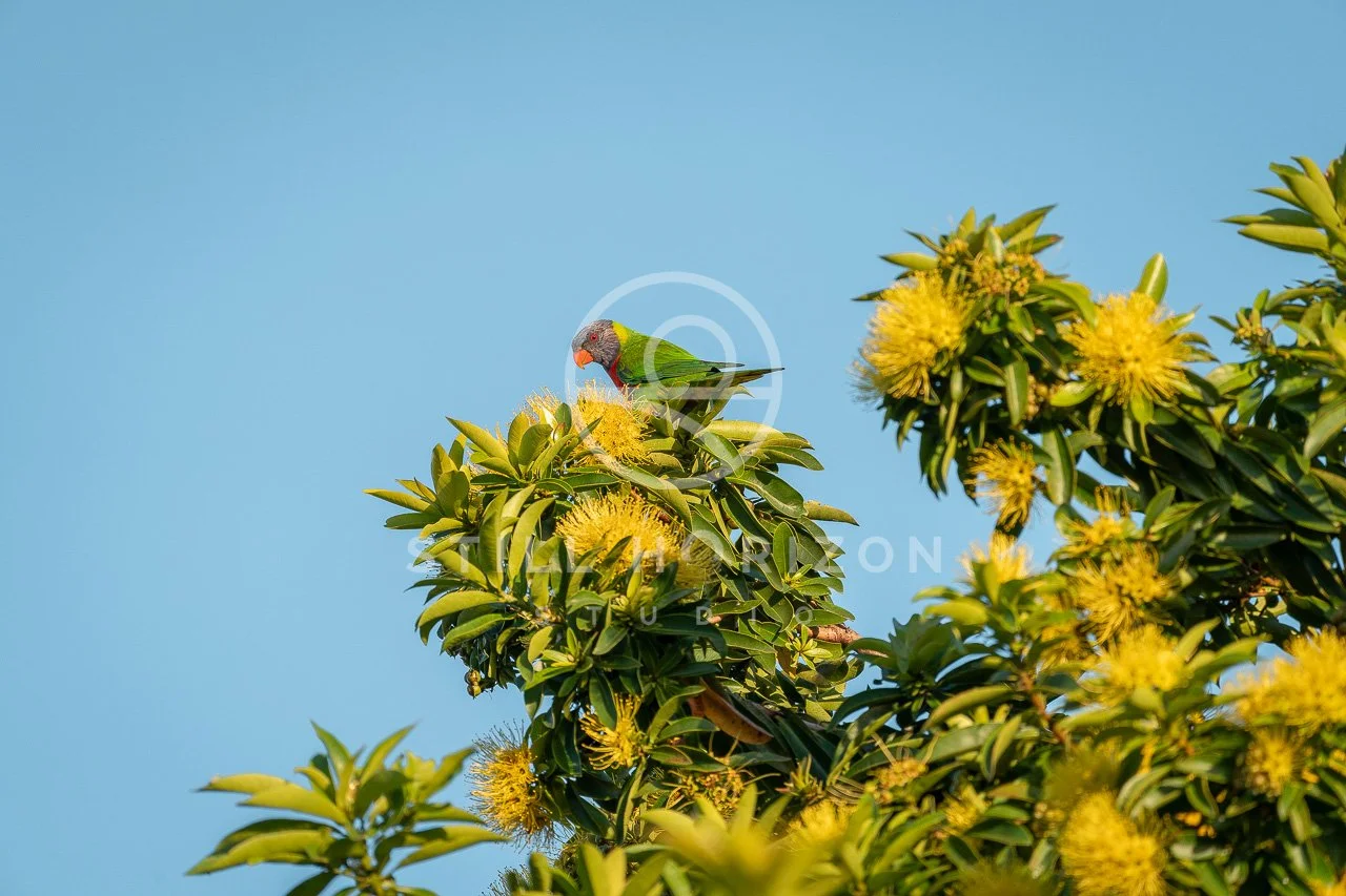 Wildlife Stock Photo 56