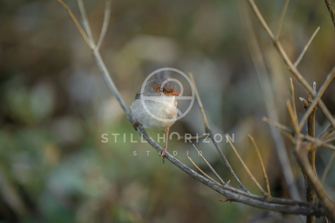 Wildlife Stock Photo 40