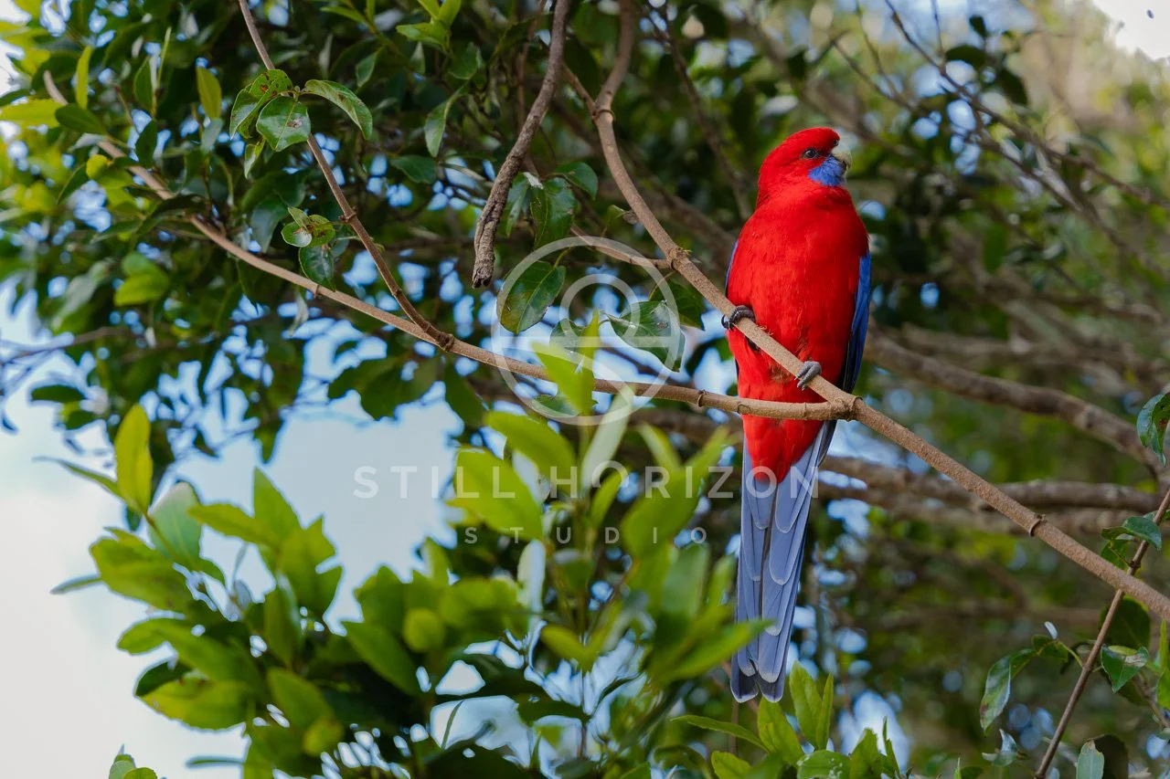 Wildlife Stock Photo 15