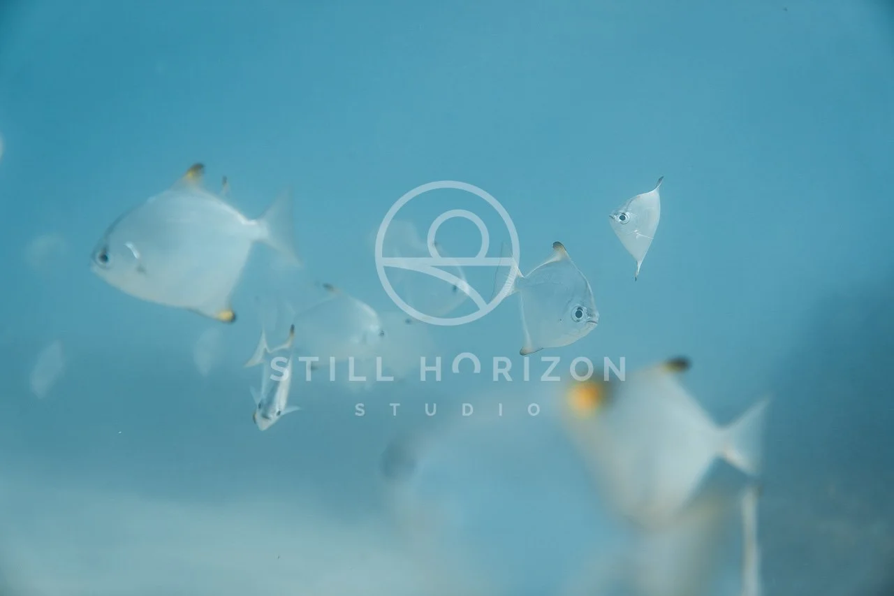 Wildlife Stock Photo 59