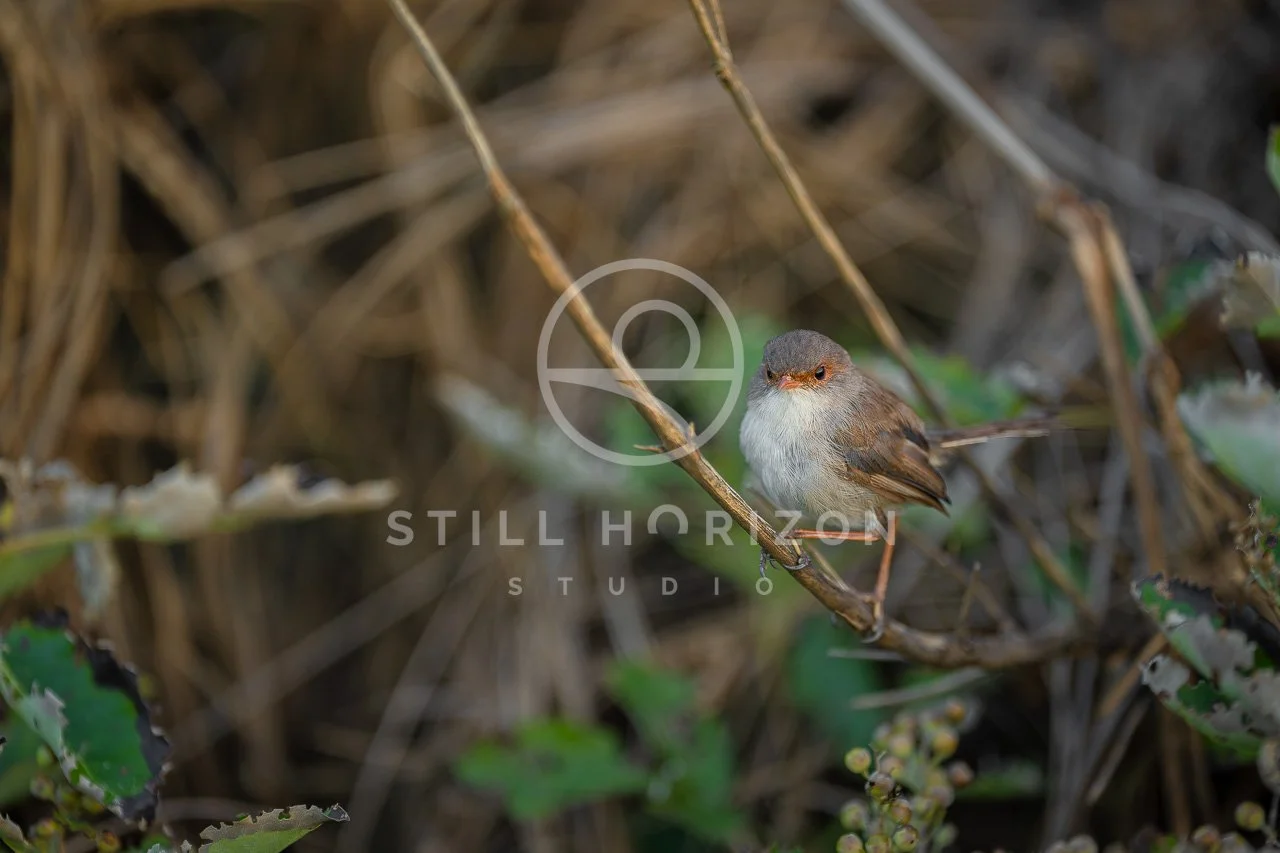 Wildlife Stock Photo 41