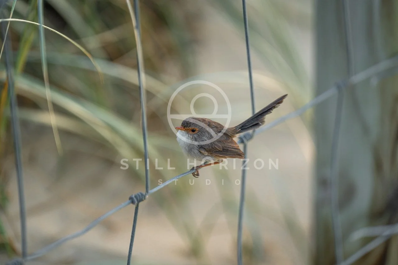 Wildlife Stock Photo 38