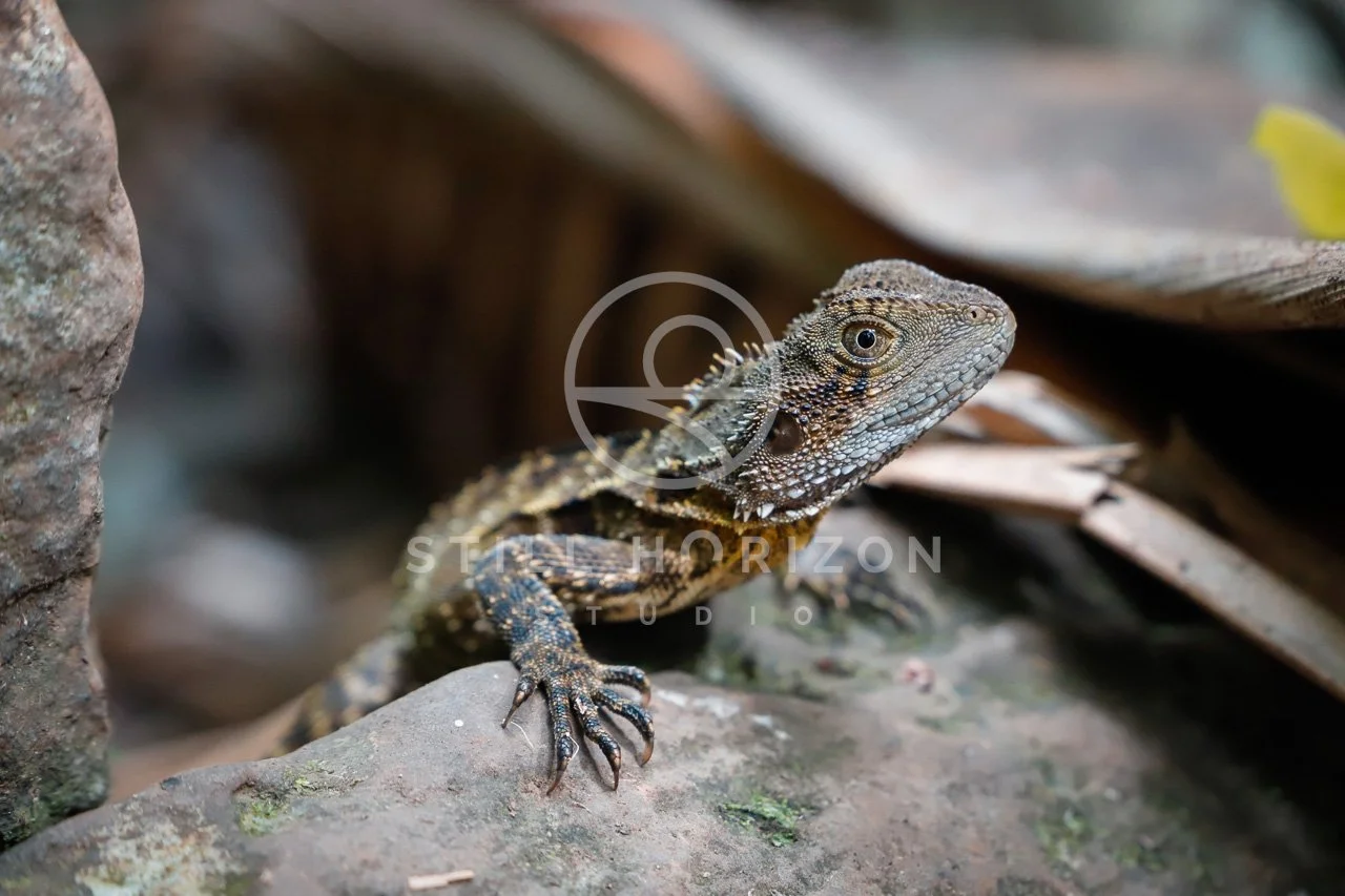 Wildlife Stock Photo 1