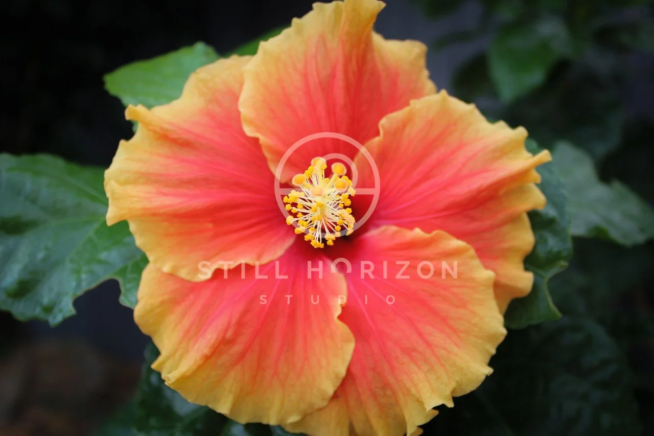 Nature Stock Photo 1