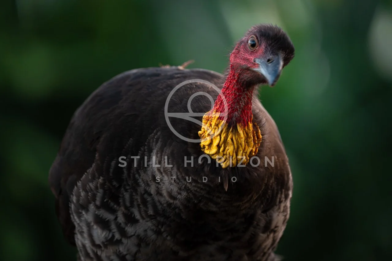 Wildlife Stock Photo 34