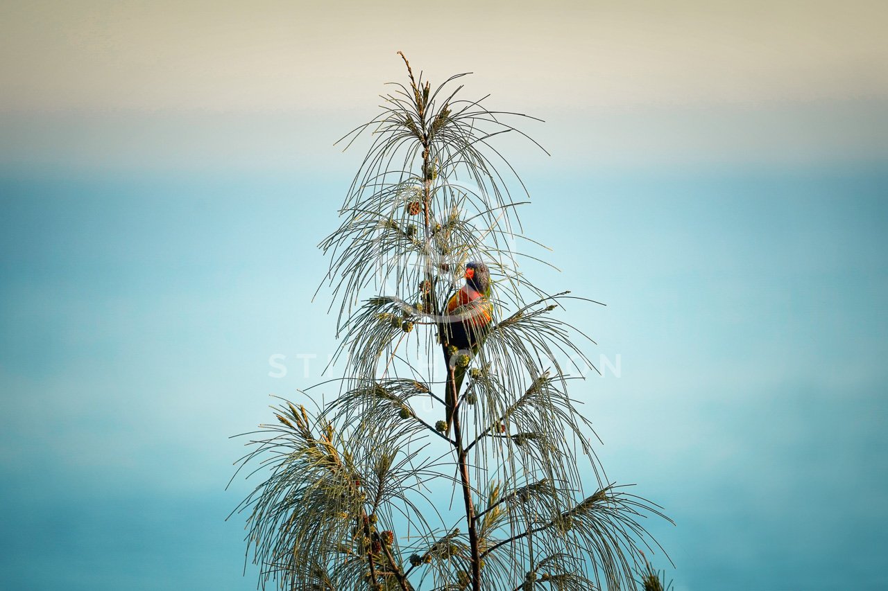 Wildlife Stock Photo 12