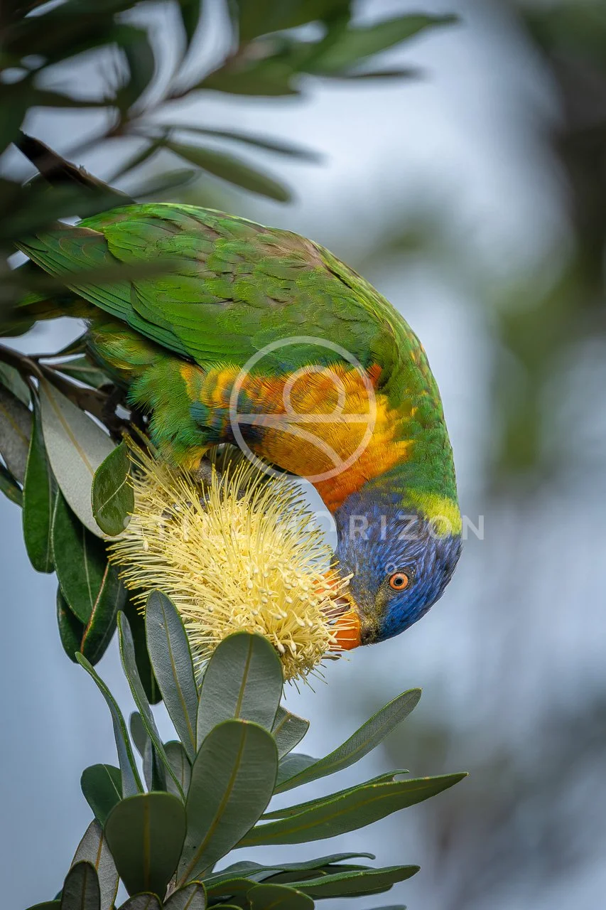 Wildlife Stock Photo 70