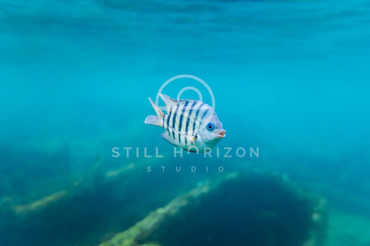 Wildlife Stock Photo 21