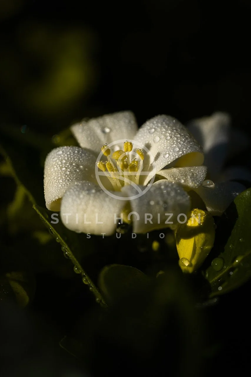 Nature Stock Photo 20