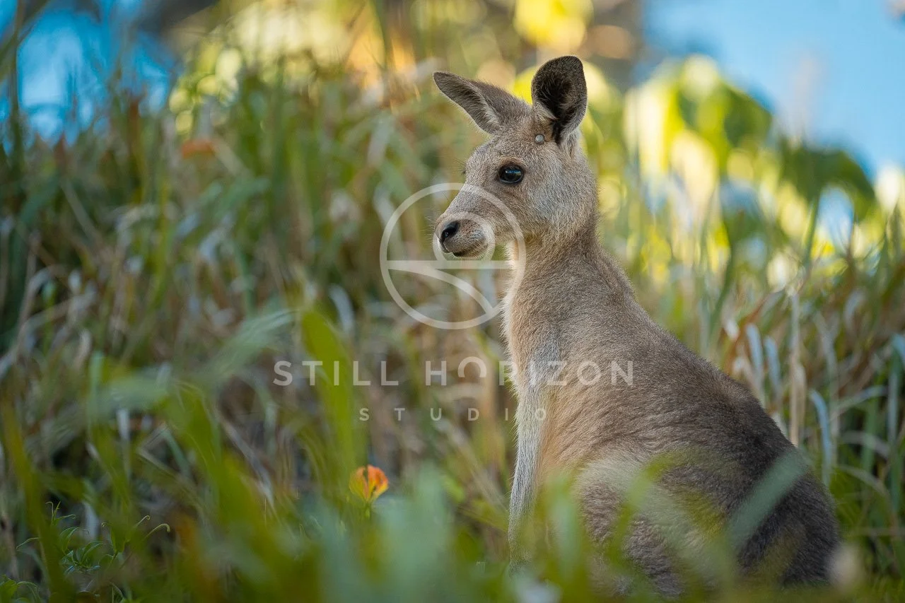 Wildlife Stock Photo 33