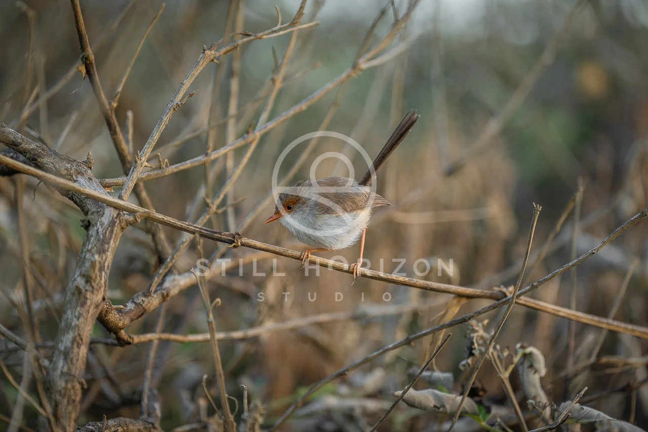 Wildlife Stock Photo 39