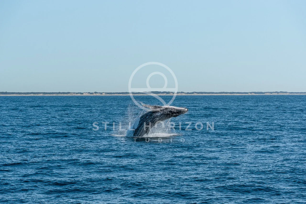 Wildlife Stock Photo 46