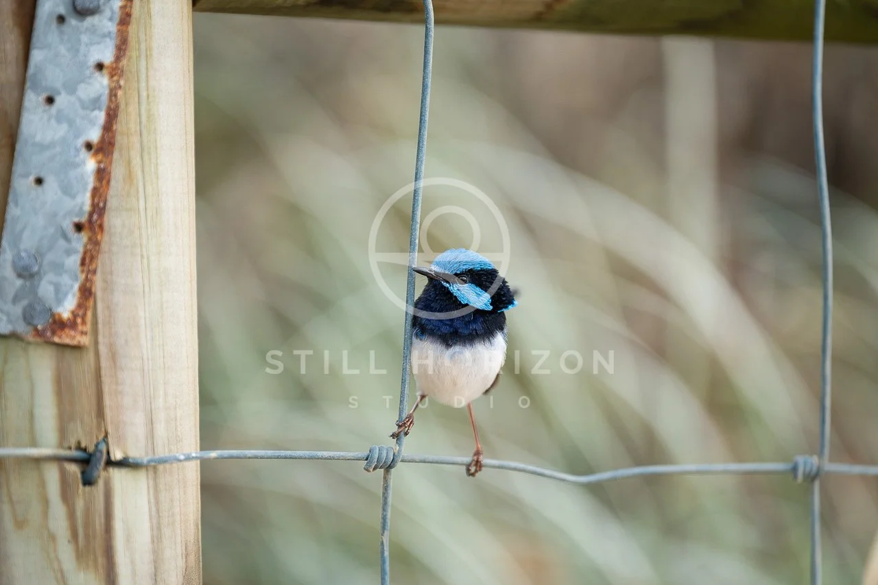 Wildlife Stock Photo 45