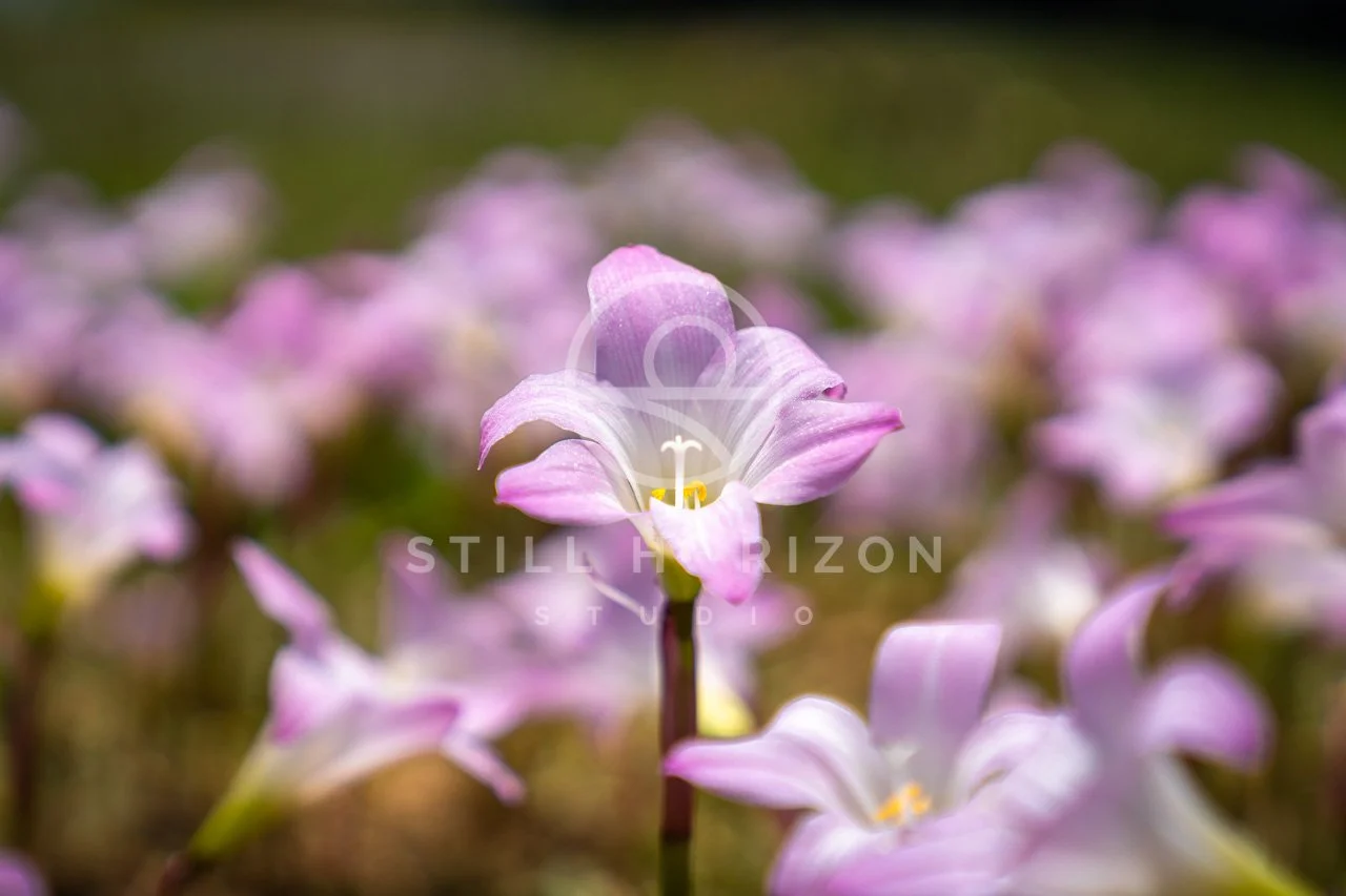 Nature Stock Photo 14