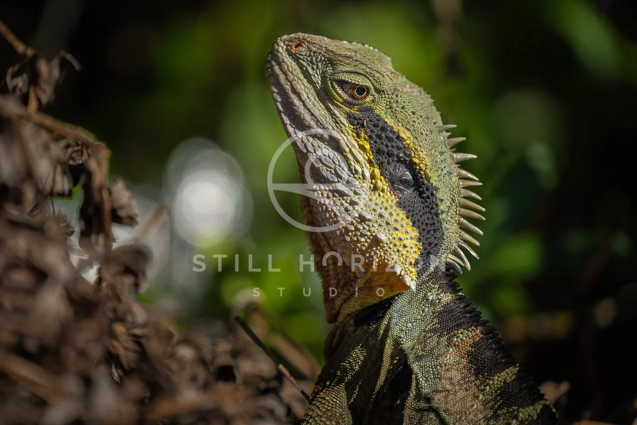 Wildlife Stock Photo 23