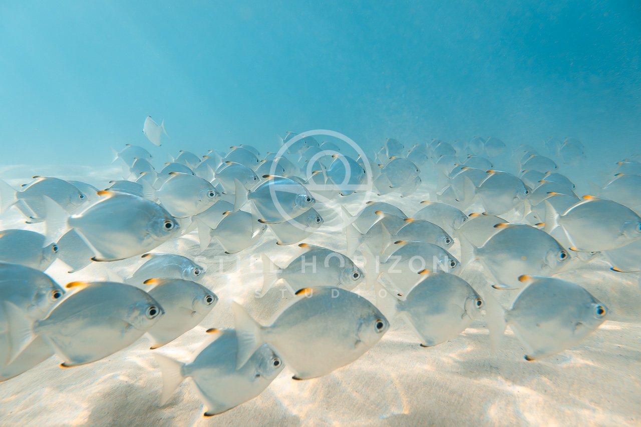 Wildlife Stock Photo 62