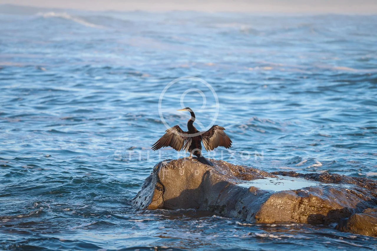 Wildlife Stock Photo 9