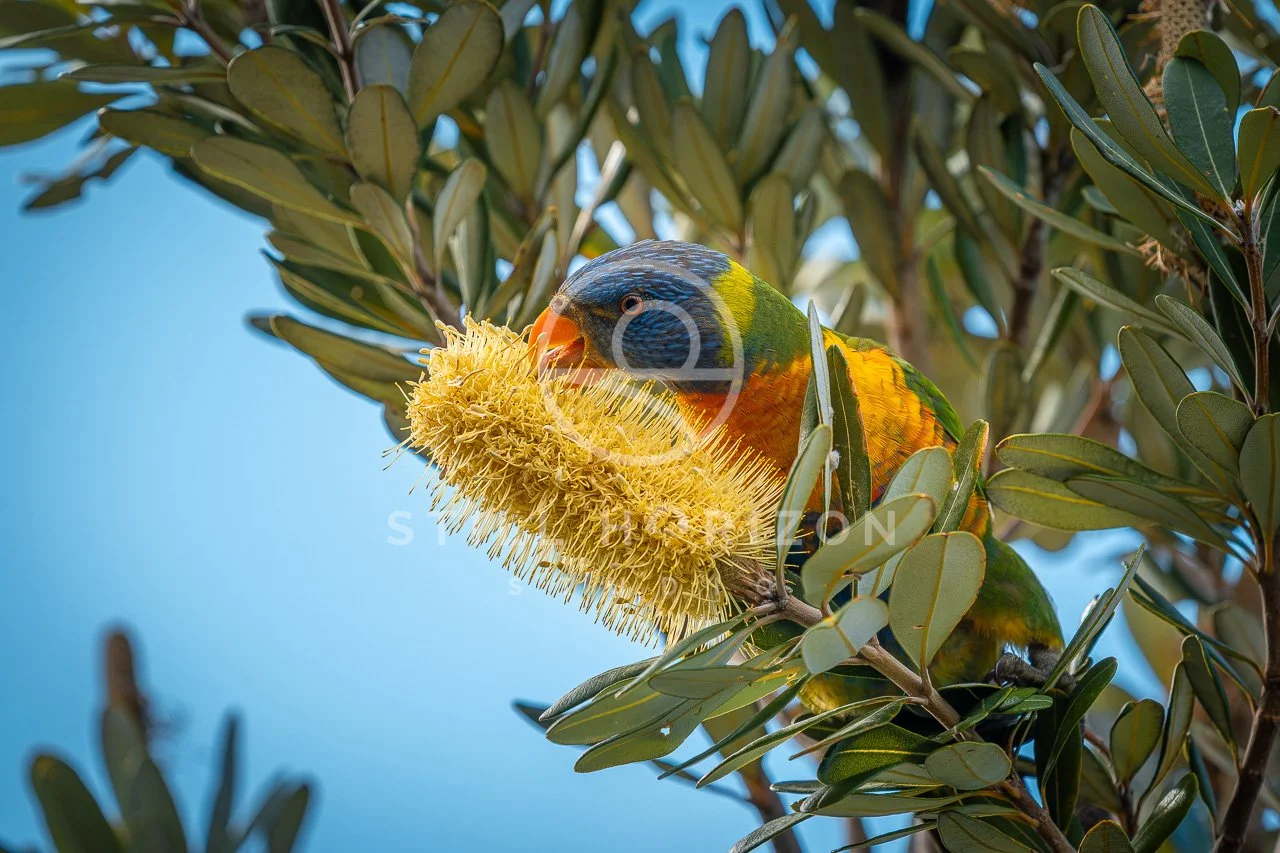 Wildlife Stock Photo 68